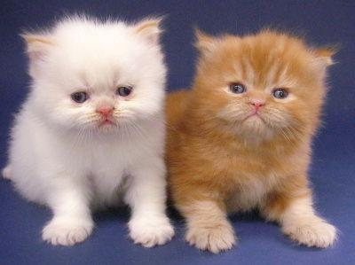Dua anak Kucing Persia, tampak begitu cantik. (foto: do